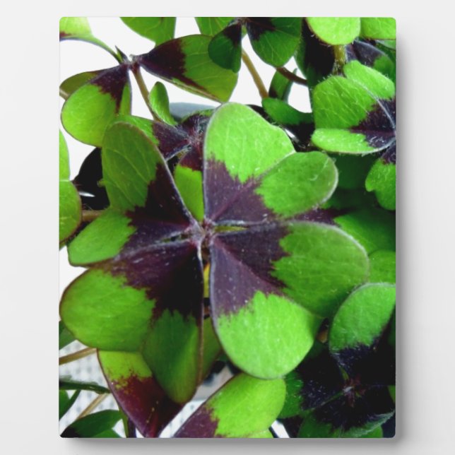 Plaque Photo Quatre feuilles Shamrock de trèfle St. Patrick’s L (Devant)