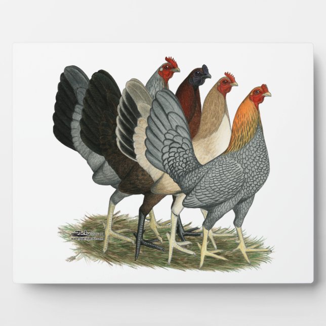 Plaque Photo Quatre poules de Gamefowl (Devant)