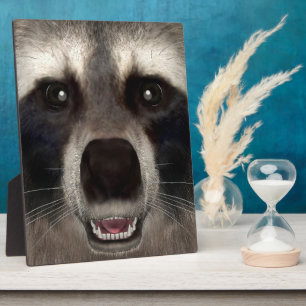 Plaque Photo Raccoon