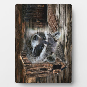 Plaque Photo Raccoon À L'Ancienne Grange