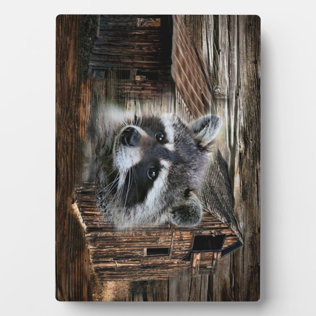 Plaque Photo Raccoon À L'Ancienne Grange (Devant)