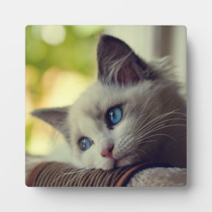 Plaque Photo Ragdoll Kitten