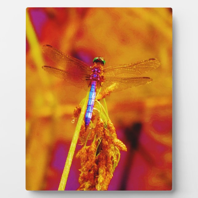 Plaque Photo Rainbow Dragonfly on amber and fuschia (Devant)
