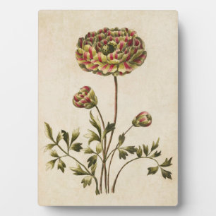 Plaque Photo Ranunculus végétal vintage