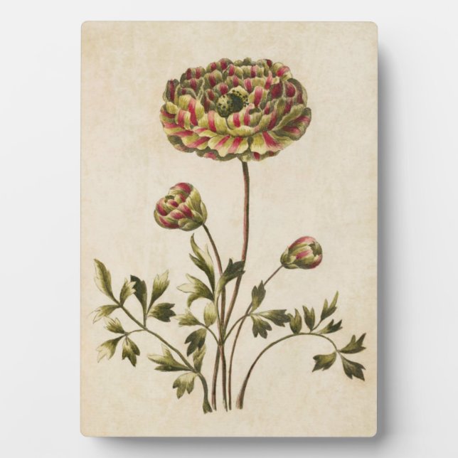 Plaque Photo Ranunculus végétal vintage (Devant)
