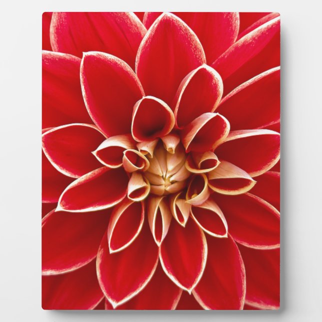 Plaque Photo Red Dahlia (Devant)