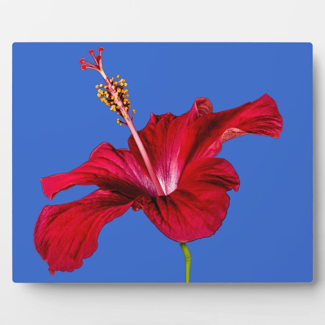 Plaque Photo Red Hibiscus Flower Side View (Devant)