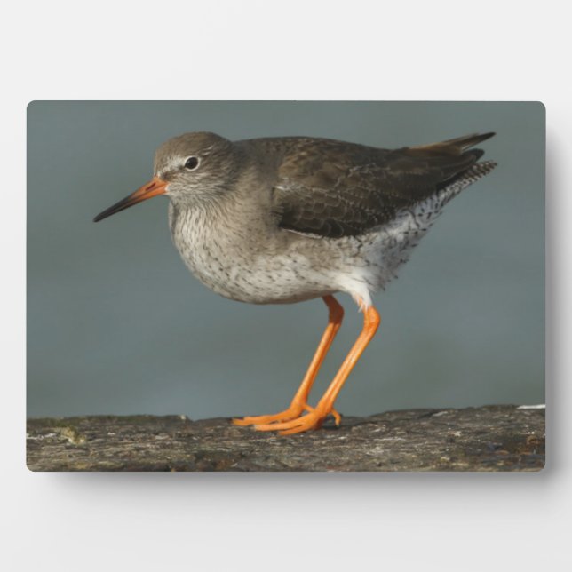 Plaque Photo Redshank | Tringa Totanus (Devant)