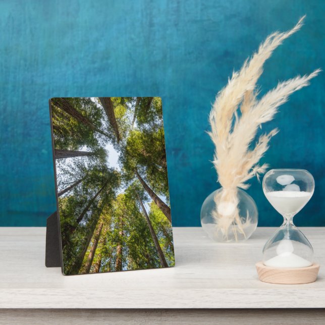 Plaque Photo Redwood National and State Parks, Californie (Côté)