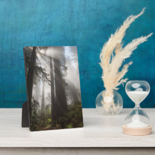 Plaque Photo Redwood National Park Californie