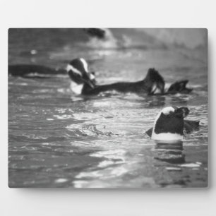 Plaque Photo Relaxant
