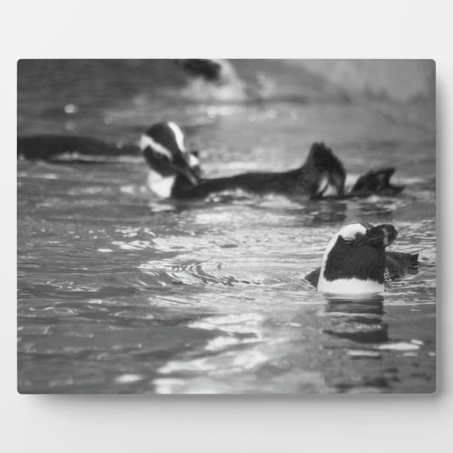 Plaque Photo Relaxant (Devant)