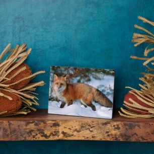 Plaque Photo Renard roux Neige en hiver, Montana