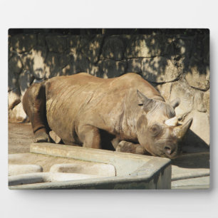 Plaque Photo Rhino couché