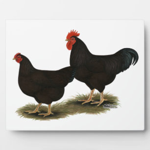 Plaque Photo Rhode Island Red Bantams