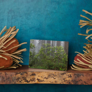 Plaque Photo Rhododendron dans le parc national Redwood en Cali