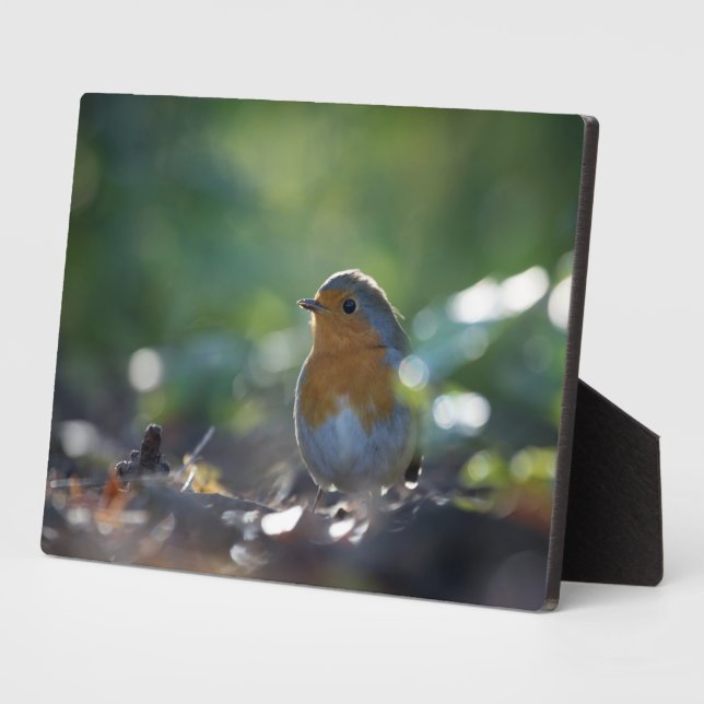 Plaque Photo Robin Nature Photo (Côté)