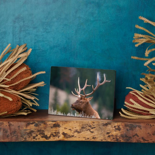 Plaque Photo Rocky Mountain Elk Parc national de Yellowstone (Côté)