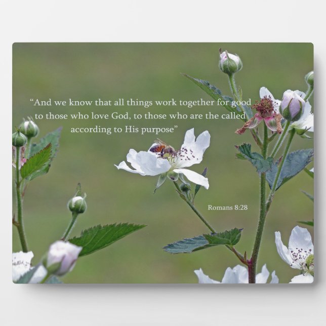 Plaque Photo Romains 8:28 (Devant)