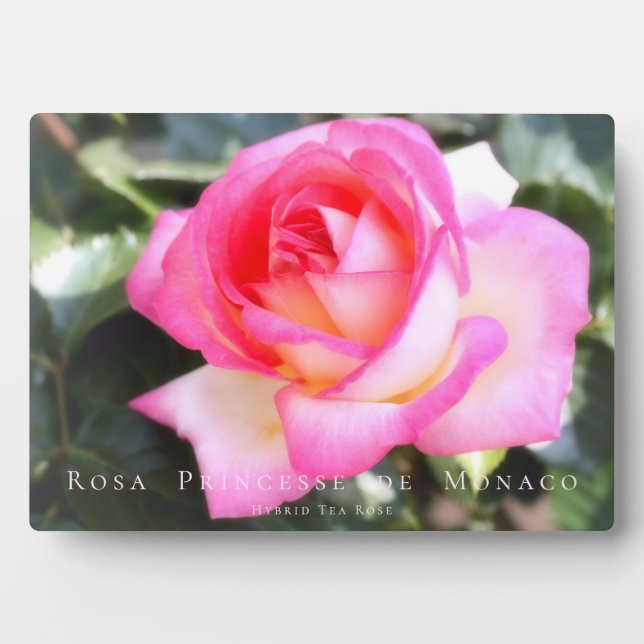 Plaque Photo Rosa Princesse de Monaco：Photoplark (Devant)