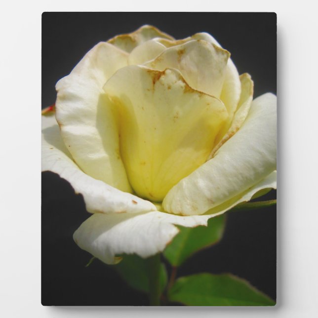 Plaque Photo Rose blanche (Devant)