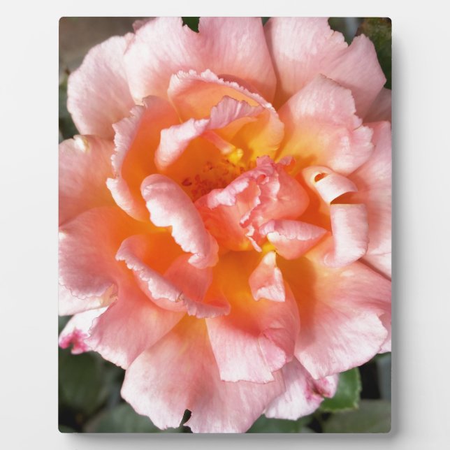 Plaque Photo rose en automne (Devant)