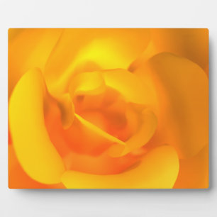 Plaque photo Rose enroulée