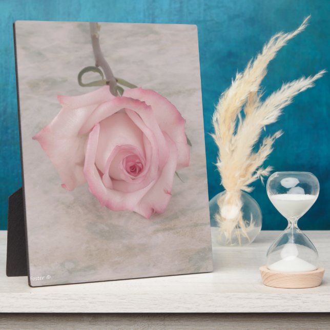 Plaque Photo Rose Fleur Rose Pâle (Côté)
