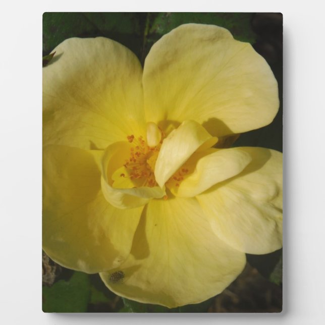 Plaque Photo Rose jaune sauvage (Devant)
