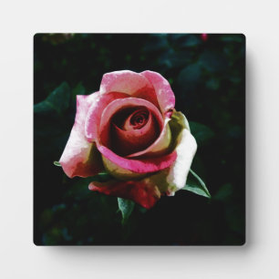 Plaque Photo Rose Peinte à l'Huile
