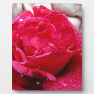 Plaque Photo Rose rouge