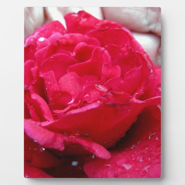 Plaque Photo Rose rouge (Devant)