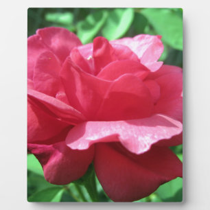 Plaque Photo Rose rouge