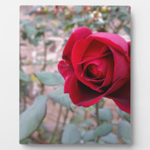 Plaque Photo Rose rouge d'automne