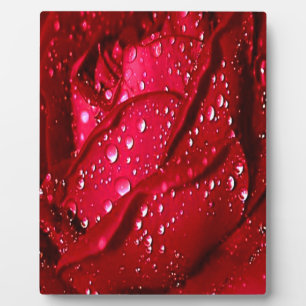 Plaque Photo Rose rouge unique dans la pluie