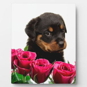 Plaque Photo Rose Valentin Rottweiler Puppy