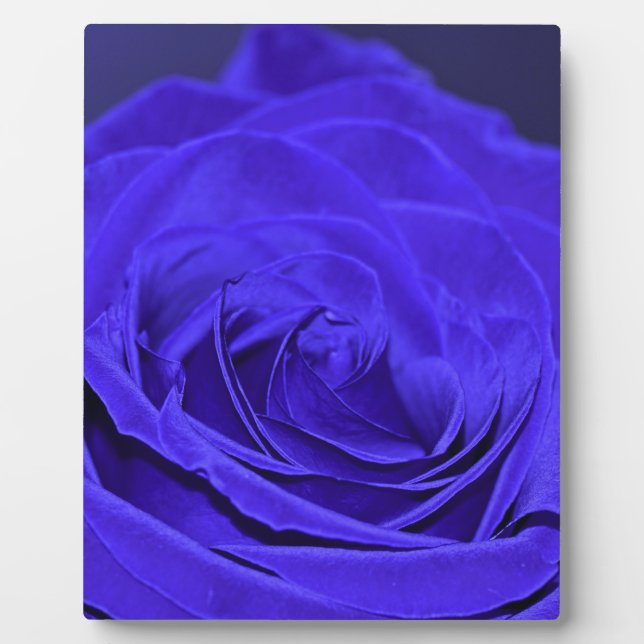 Plaque Photo Rose Velvet bleu (Devant)