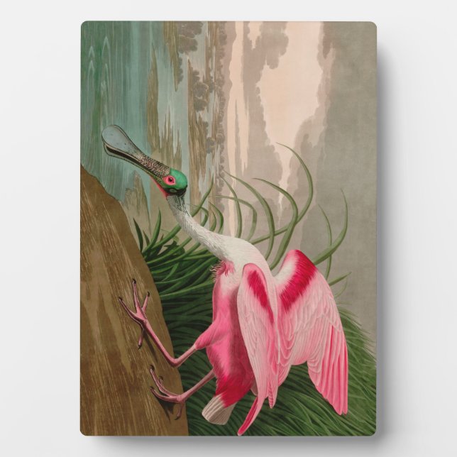 Plaque Photo Roseate Spoonbill Birds of America Audubon Print (Devant)