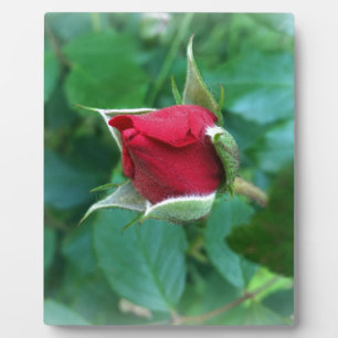 Plaque Photo rosebud rouge