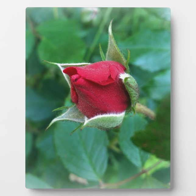 Plaque Photo rosebud rouge (Devant)