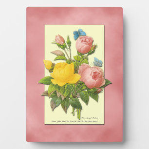 Plaque Photo Roses Botaniques Rose Jaune