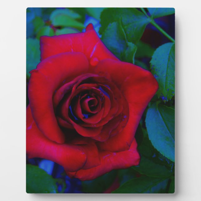 Plaque Photo Roses rouges aux tons bleus (Devant)