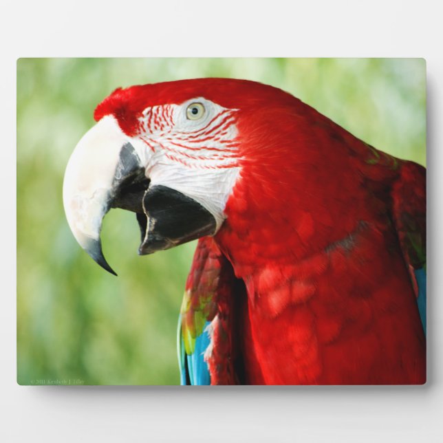 Plaque Photo Rouge brillant (Devant)