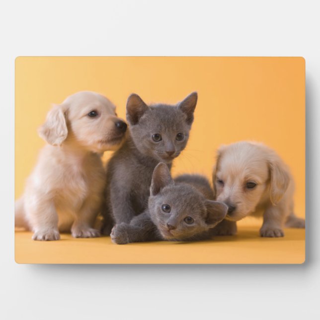 Plaque Photo Russian Blue Kittens & Dachshund Puppies (Devant)
