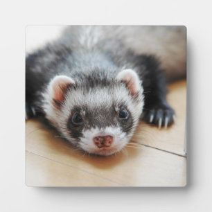Plaque Photo Sable Ferret