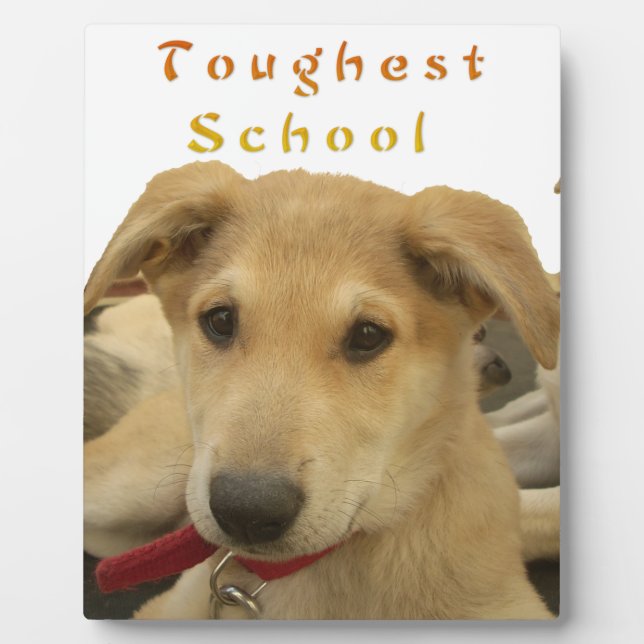 Plaque Photo Sagesse d'or : Une vision oeil de chien de l'école (Devant)