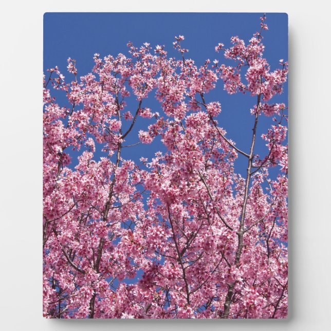 Plaque Photo Sakura Cerisiers en Fleur Dans Le Bleu (Devant)