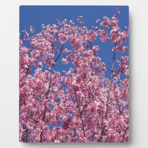 Plaque Photo Sakura Cherry Fleurit Dans Le Bleu