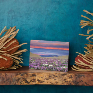 Plaque Photo Sand Verbena et fleurs sauvages de Dune Primrose a