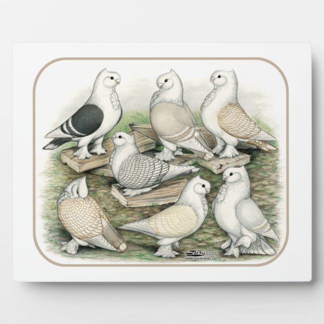 Plaque Photo Satinettes de pigeons de frill classique (Devant)